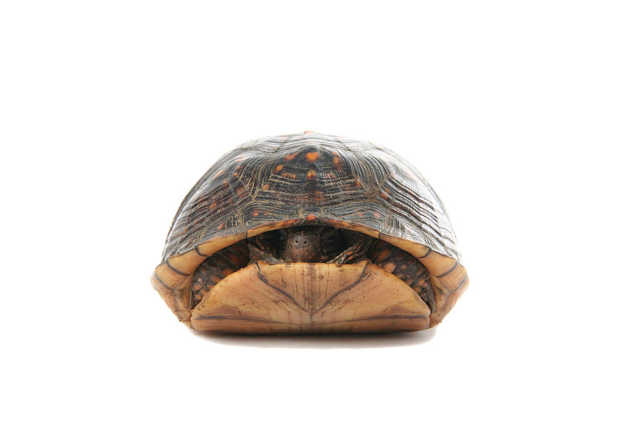 A turtle slightly poking his head out of his shell Photograph by Princessdlaf