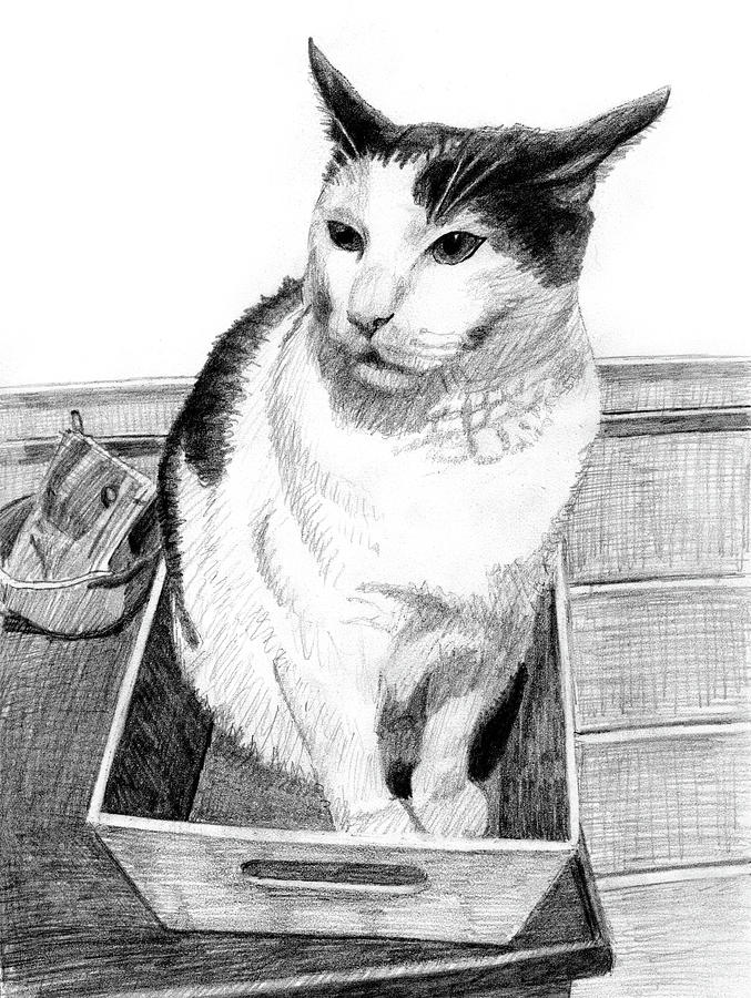 Cat Drawing - A tuxedo cat in a small box on a table by Tim Murphy