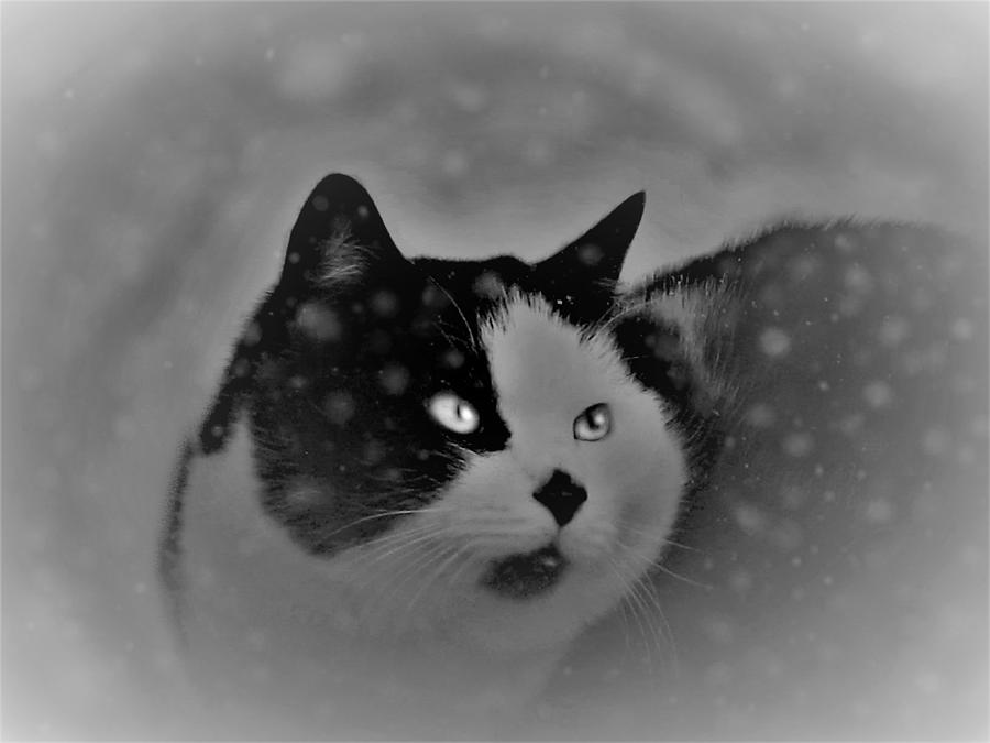 A Tuxedo Winter Photograph by Angela Davies