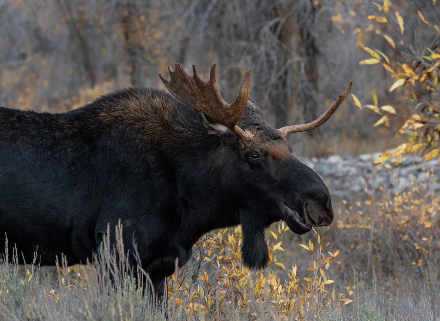 A Twinkle in His Eye, Bull Moose in Grand Tetons Photograph by Marcy Wielfaert