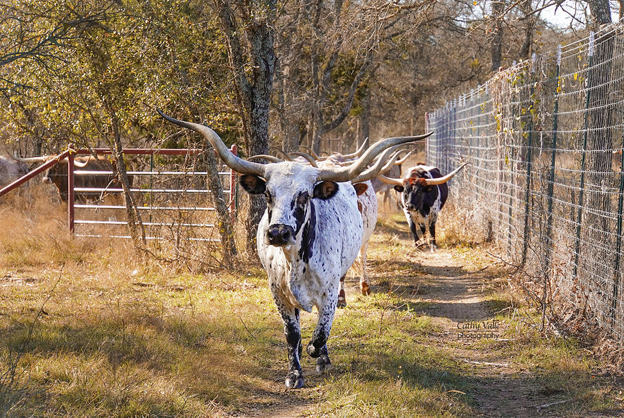 A Twist in the line up - Texas longhorn cattle print Photograph by Cathy Valle