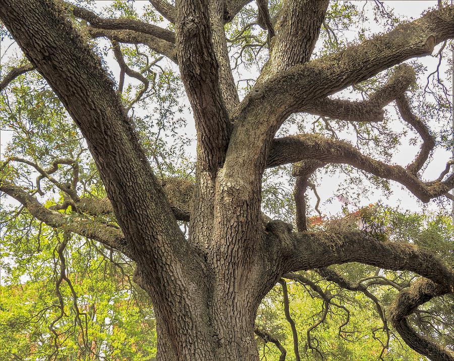 A Twisty Savannah Tree Photograph by Ed Williams