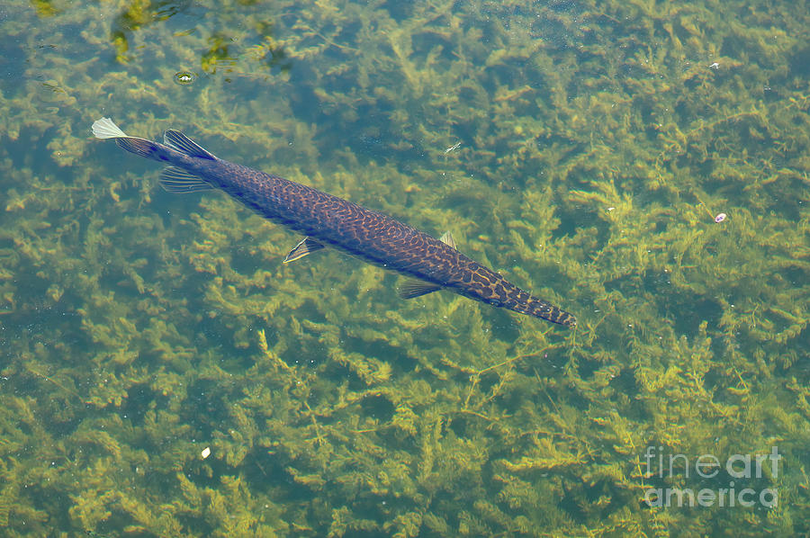 A two-foot-long Florida Gar swims in a swamp at Everglades Natio Photograph by William Kuta