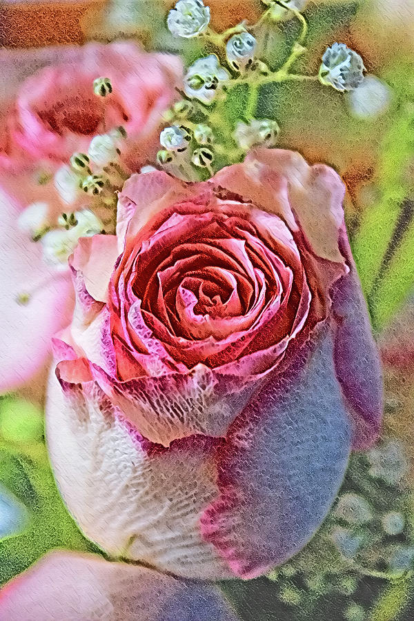 A Valentine Rose In Pink And Green Photograph