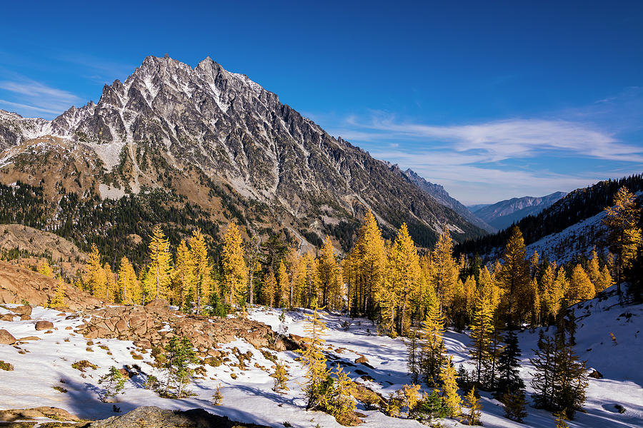 A Valley Of Larches 3 Photograph