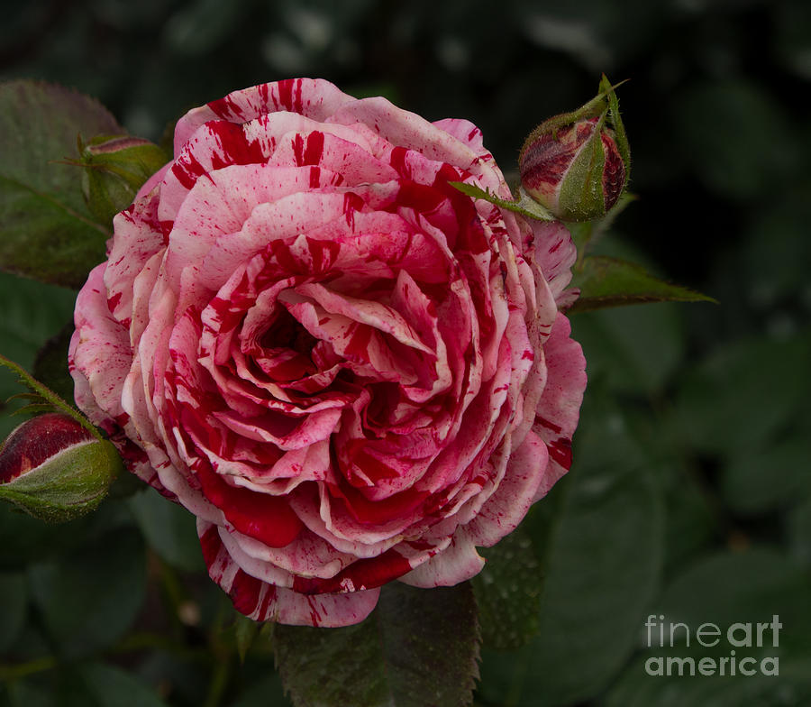 A Variegated Pink and Red Rose Photograph by L Bosco