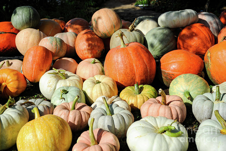 A variety of pumpkins on display in all shapes and sizes. Photograph by Gunther Allen