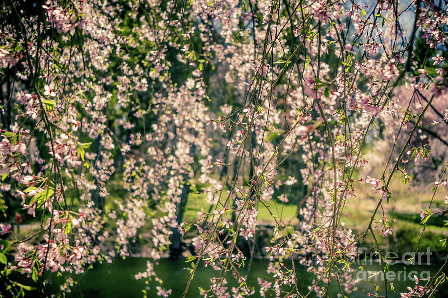 Flower Photograph - A Veil of Cherry Blossoms by Colleen Kammerer