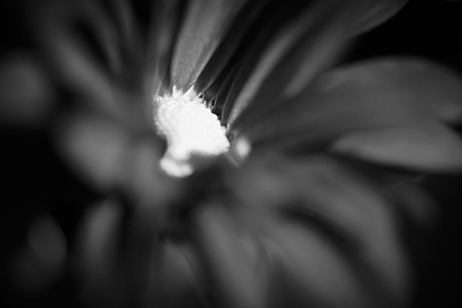 Black and White flower petal Photograph by Verle Obri - Fine Art America