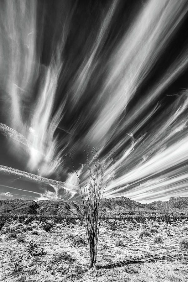 A Very Cirrus Ocotillo B And W Photograph