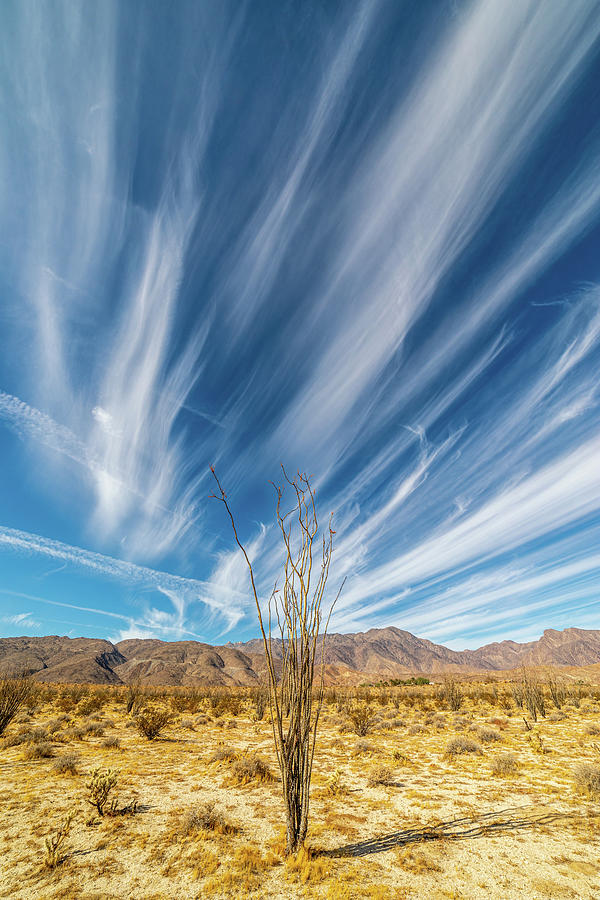 A Very Cirrus Ocotillo Photograph by Peter Tellone