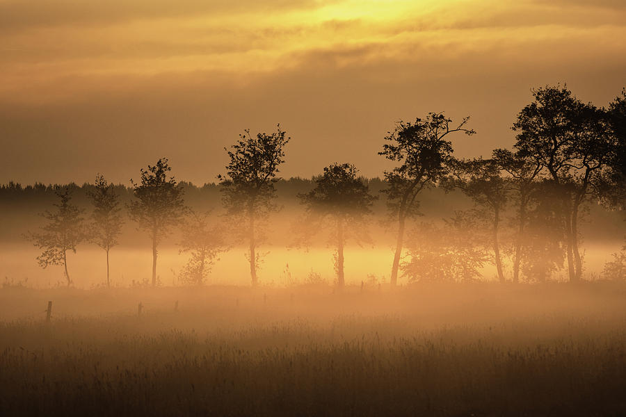 A very hazy sunrise on a grassland in the Netherlands in spring Photograph by Anges Van der Logt