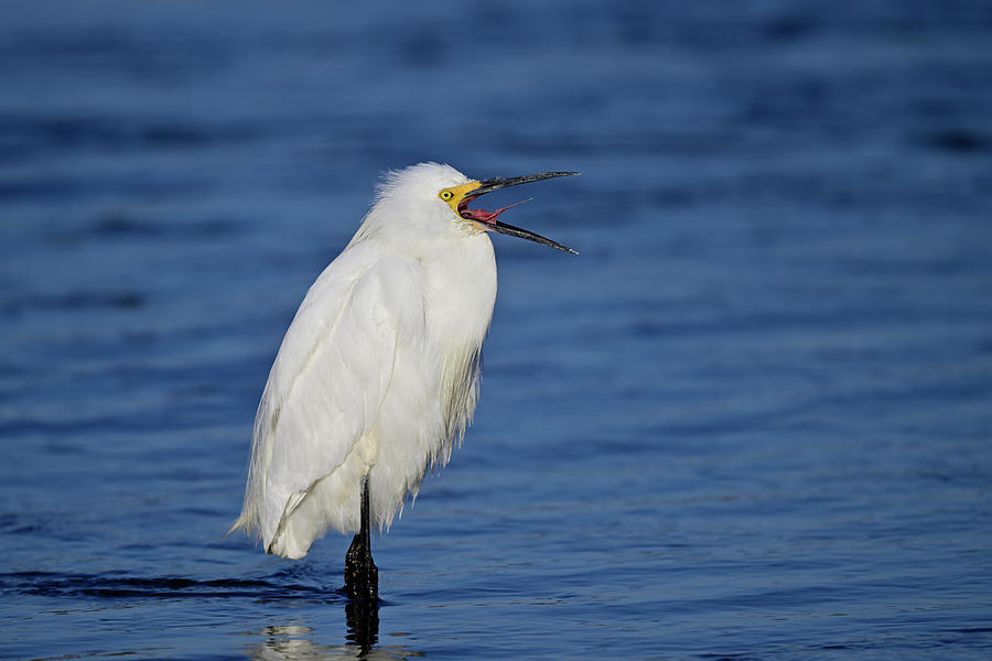 A Very Hungry Snowy Egret  -  Egretta thula Photograph by Amazing Action Photo Video