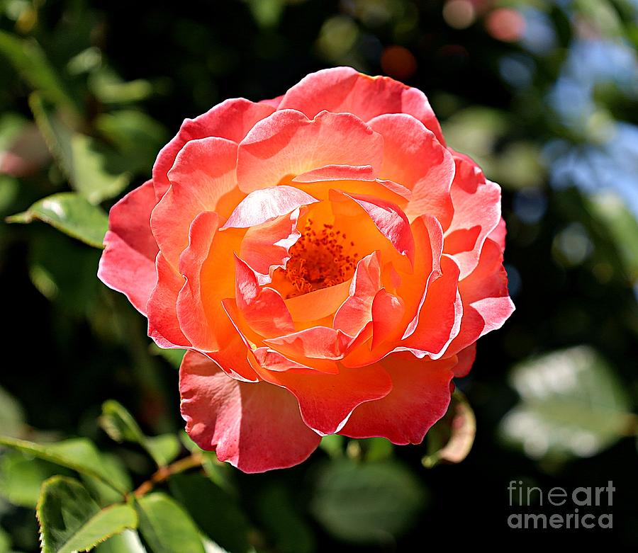 Rose Photograph - A Very Peachy Rose by Martha Sherman