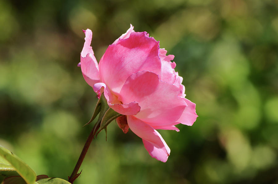 A Very Pink Rose in Sunlight Photograph by Gaby Ethington