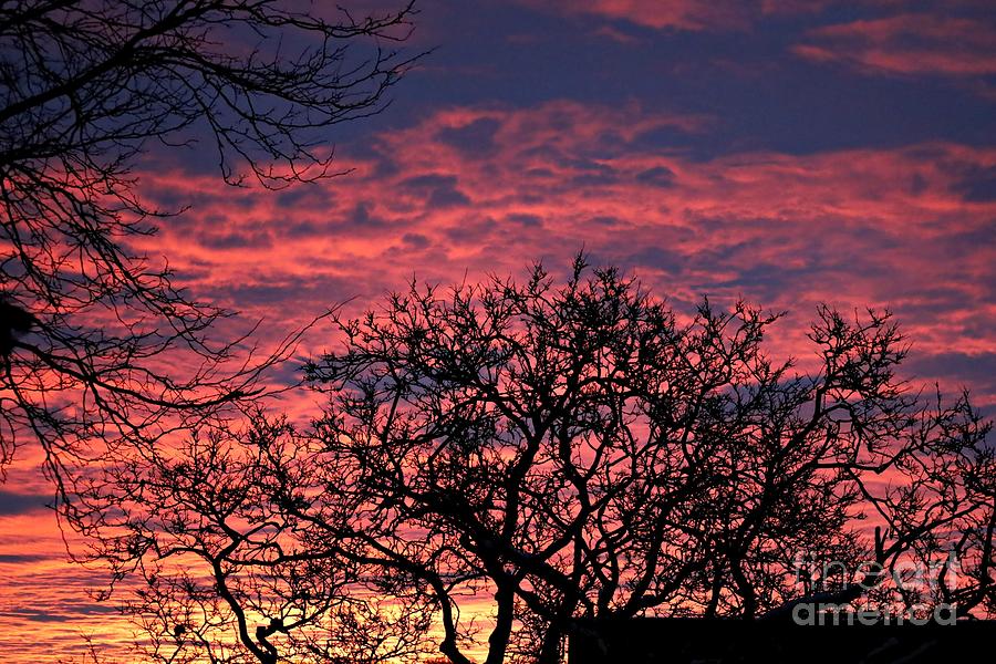 Winter Photograph - A Very Rosy Winter Sunrise by Martha Sherman