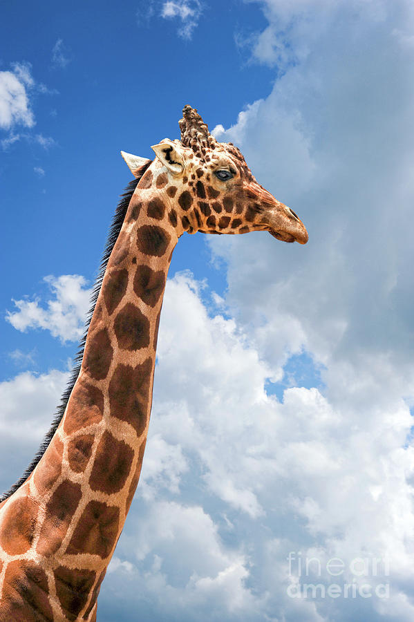 A very tall giraffe stands with his head in the clouds and patches of blue sky Photograph by Gunther Allen