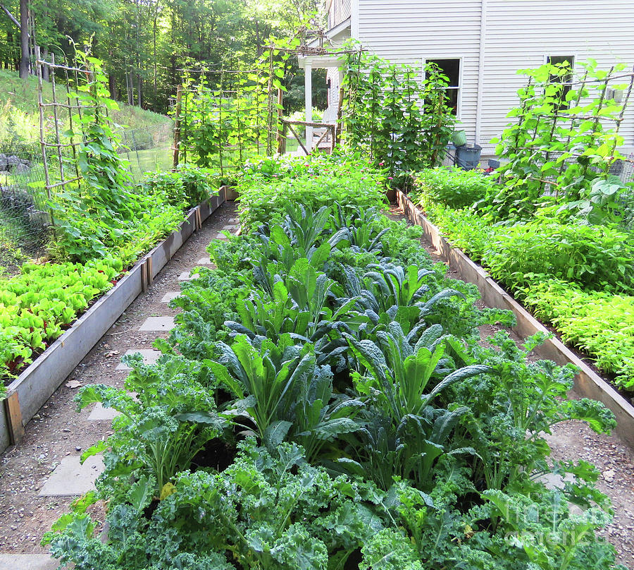 A View Toward The Sun. Kitchen Garden Kale in Late July. The Victory Garden Collection. Photograph by Amy E Fraser