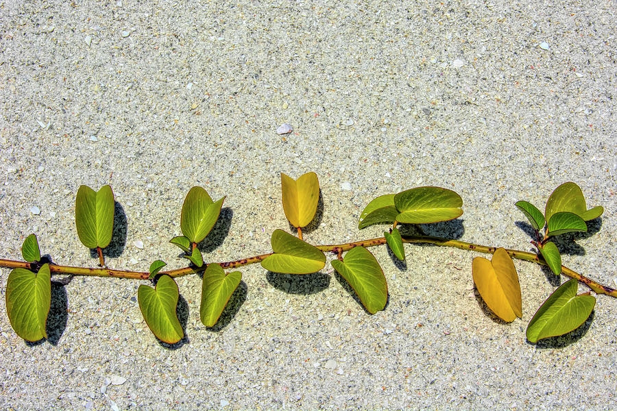 A Vine on the Beach Photograph by Mitch Spence