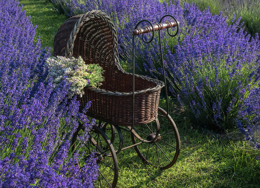 A vintage baby carousal surrounded in Lavender Photograph by Sylvia Goldkranz