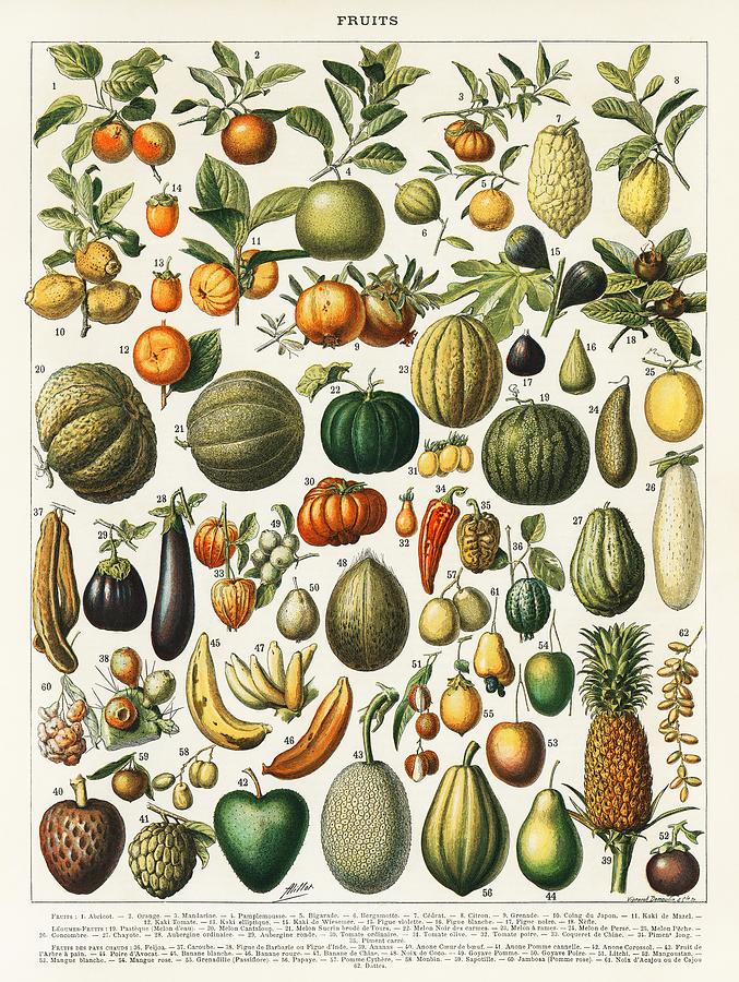 Fruits And Vegetables From Nouveau Larousse Illustre