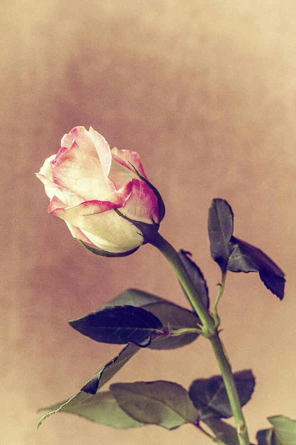 A Vintage Rose Photograph by Tanya C Smith