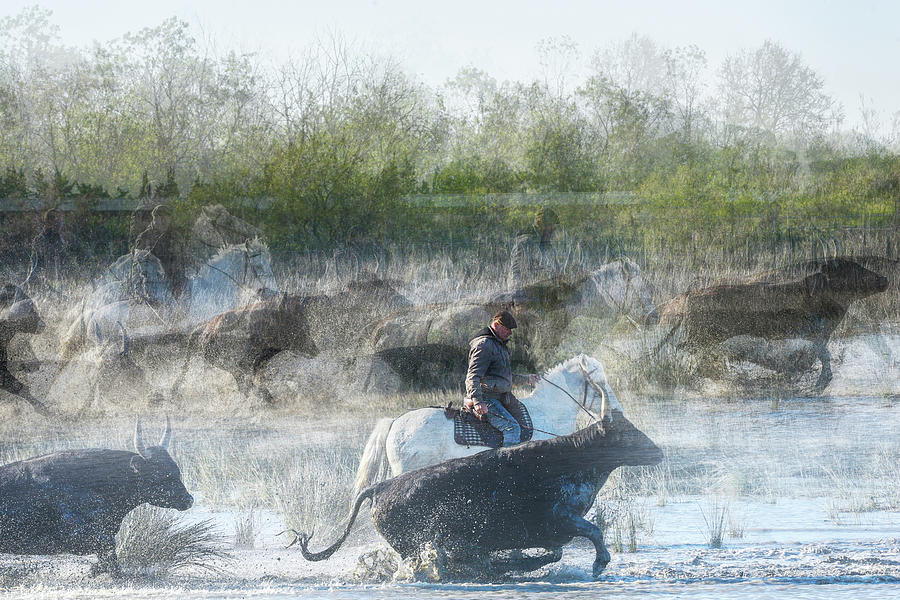 A vision of Camargue bulls Photograph by Jean Gill