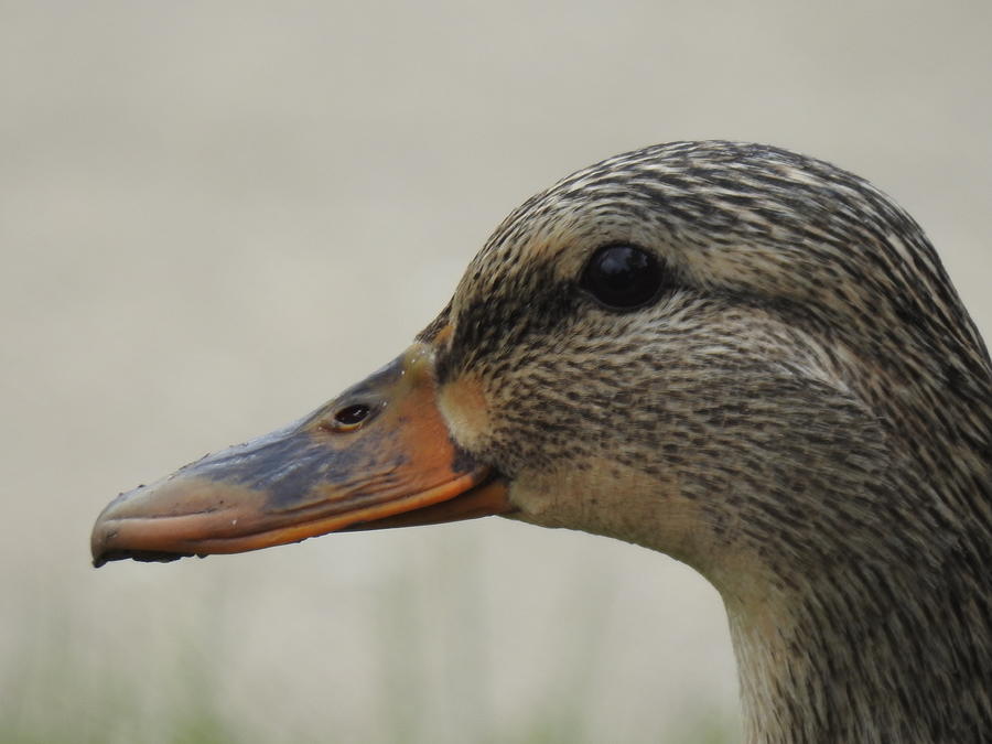 A Visiting Mallard Drake Photograph by Barbara Ebeling - Fine Art America