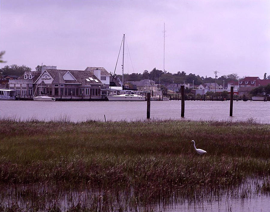 A Visitor to Chincoteague Harbor 2 Photograph by James C Richardson