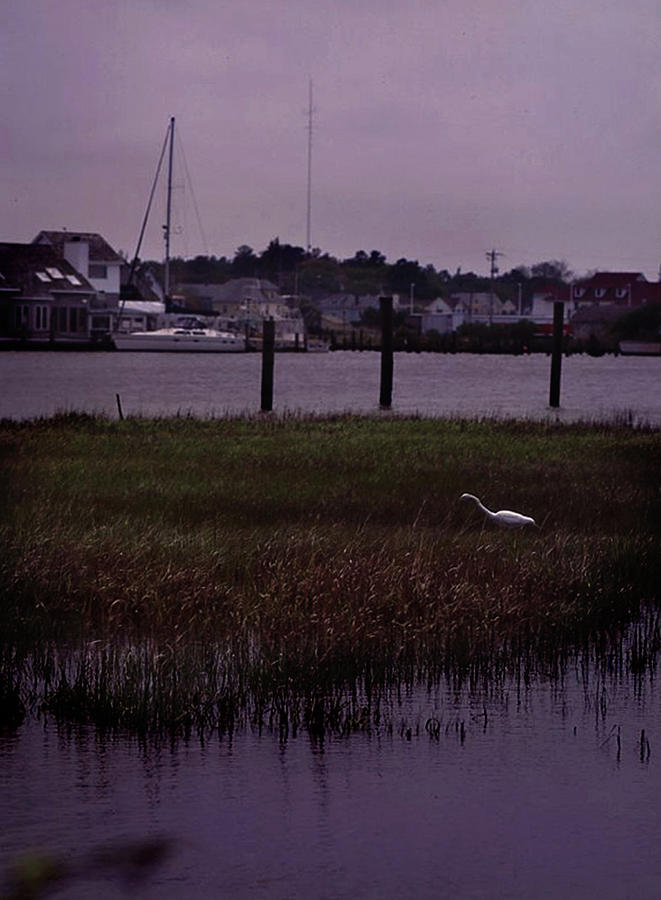 A Visitor to Chincoteague Harbor Photograph by James C Richardson