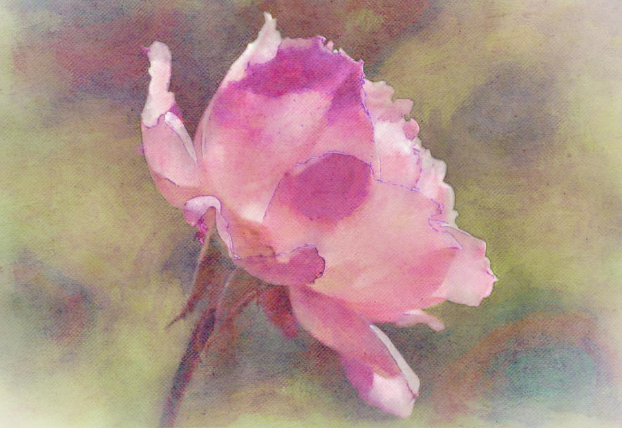 A Vivid Pink Rose Illustrated Digital Art by Gaby Ethington