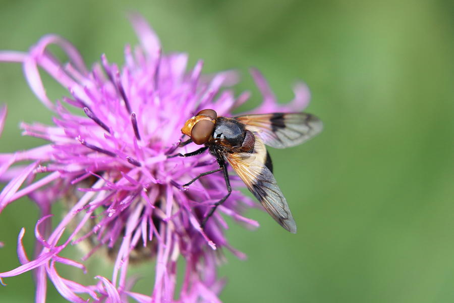 A Volucella pellucens pollinating red clover Photograph by Vaclav Sonnek