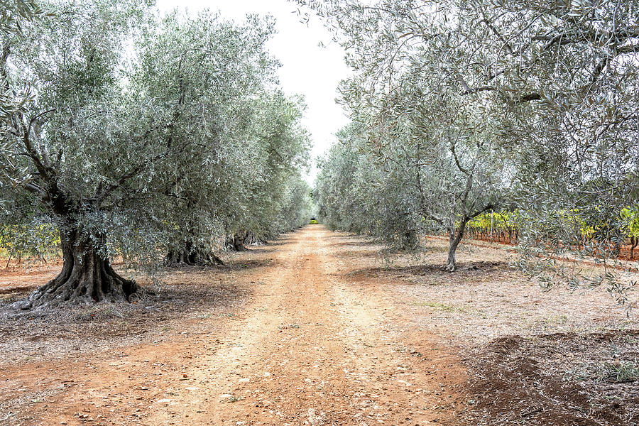 A Walk Among the Olive Trees Photograph by Christie Kowalski