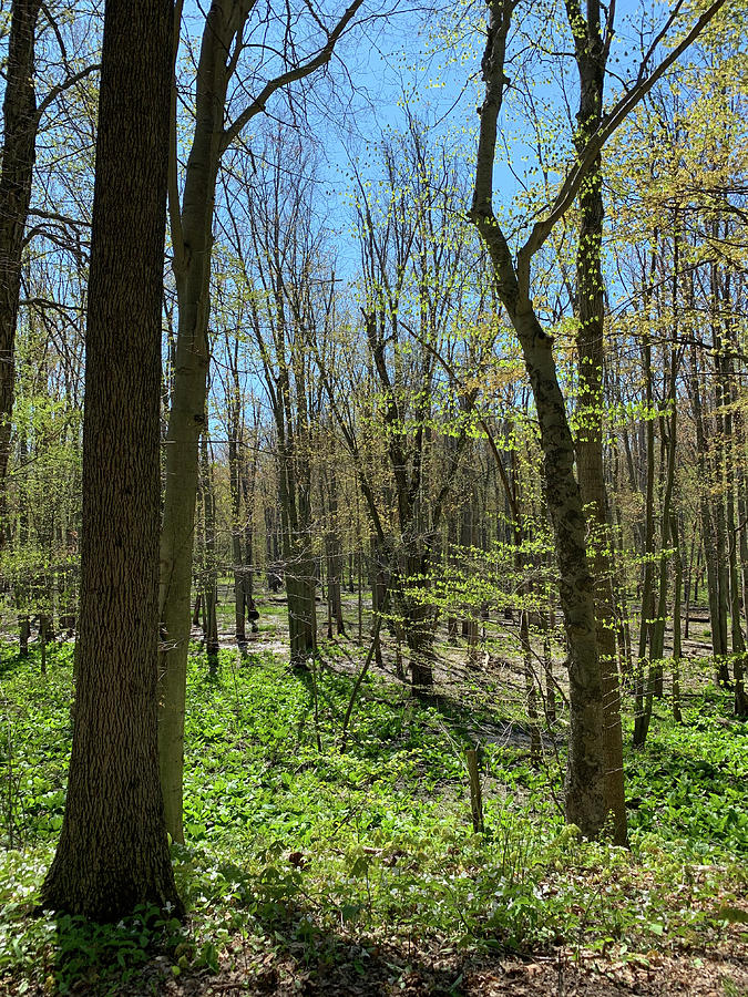 Michigan Photograph - A Walk at Harris by Joseph Yarbrough Michigan Photograph - A Walk at Harris by Joseph Yarbrough