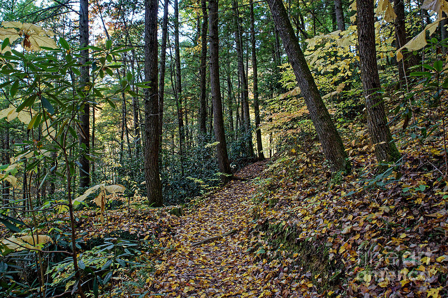A Walk In Fall Photograph by Paul Mashburn