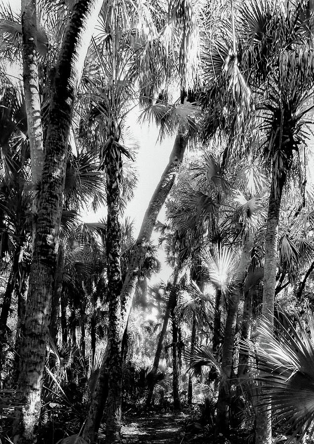 A Walk In The Jungle Photograph