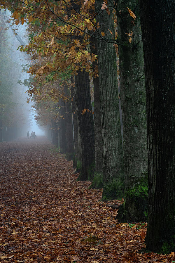 A walk in the mist Photograph by Anges Van der Logt
