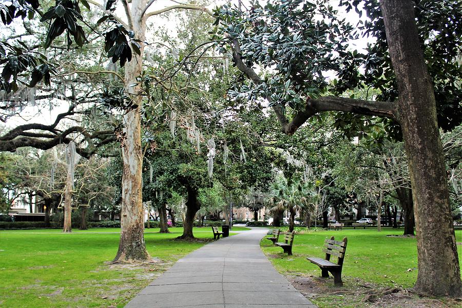 A Walk in the Park Photograph by Carol McGrath - Fine Art America