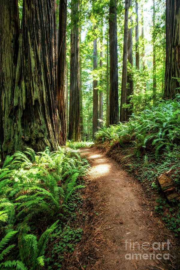 A Walk in the Redwoods Photograph by Scott Pellegrin