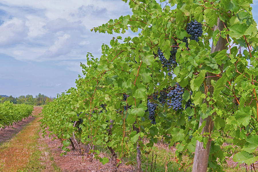 A Walk In the Vineyard Photograph by CR Courson