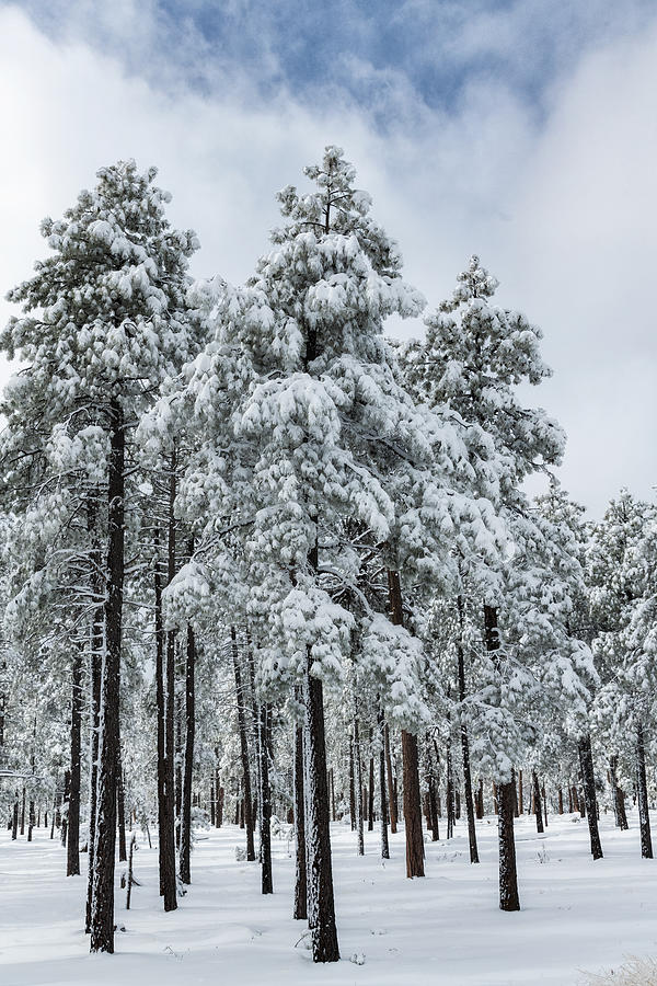 A Walk In The Winter Woods  Photograph by Saija Lehtonen