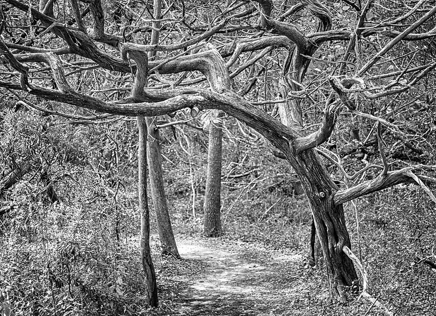 A Walk in the Woods Photograph by Bob Decker