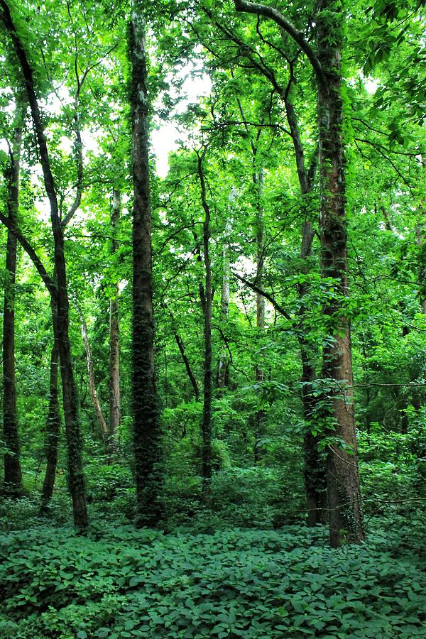 A Walk in the Woods Photograph by Gregory A Mitchell Photography - Fine ...