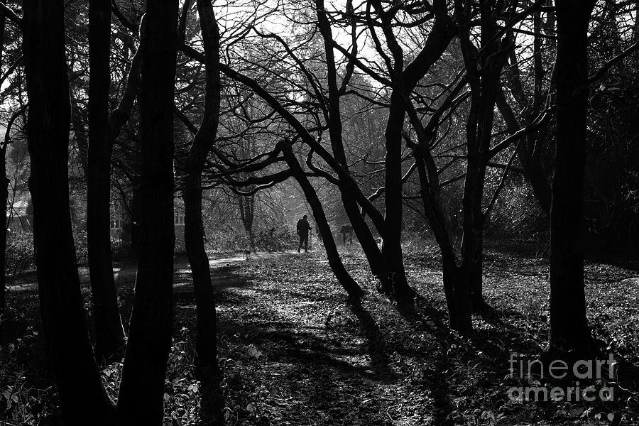 A walk in the woods in black and white Photograph by James Brunker