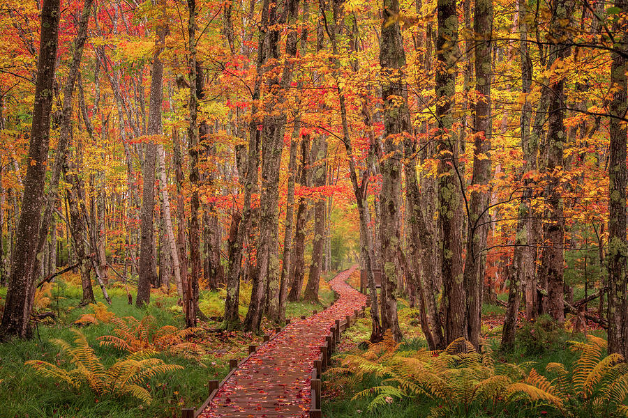 A Walk in the Woods Photograph by Joseph Rossbach