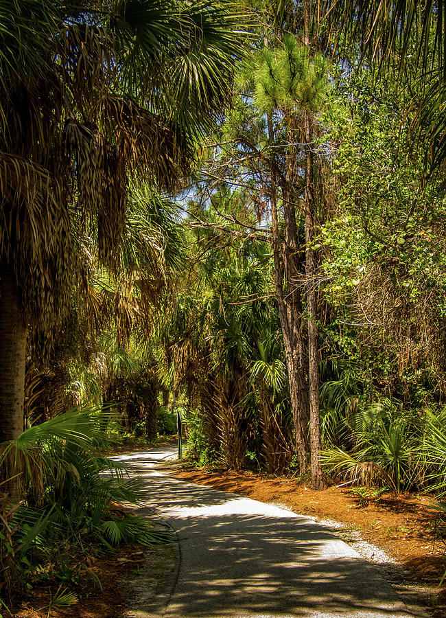 A Walk in the Woods Photograph by Lisa Scott - Fine Art America