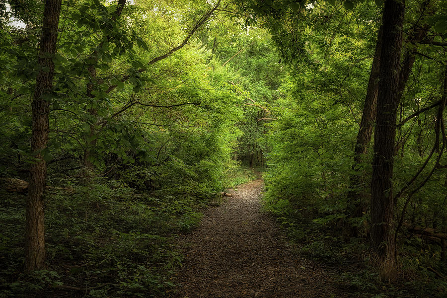 A Walk In The Woods Photograph by Scott Bean - Fine Art America