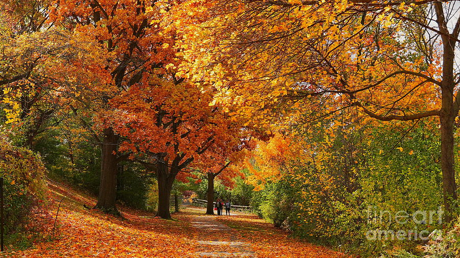 A Walk Through a Niagara Autumn Photograph by Tony Lee