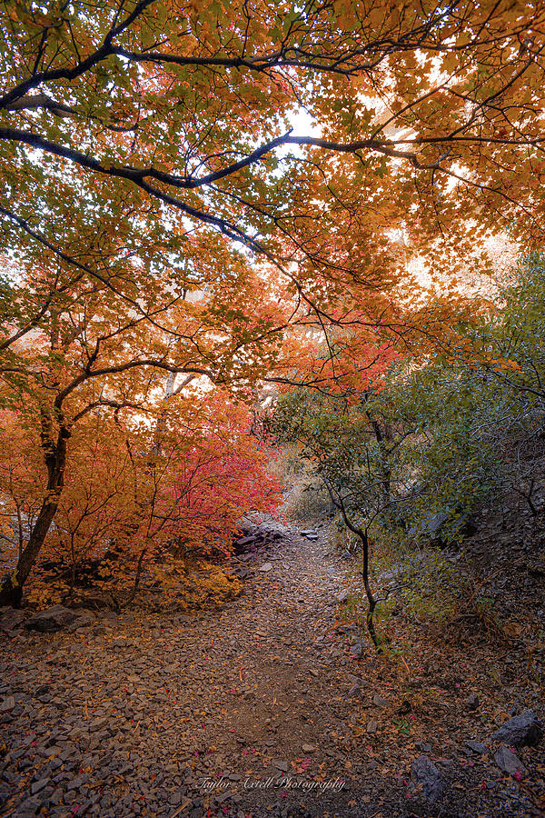 Fall Photograph - A walk through fire to find solitude  by Taylor Axtell
