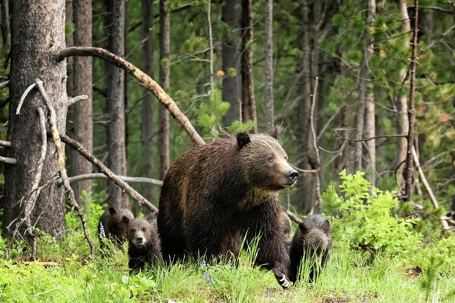 A Walk Through the Forest - Grizzly 399 and Her Four Cubs Photograph by Belinda Greb